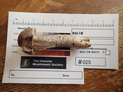 Leccinum griseonigrum