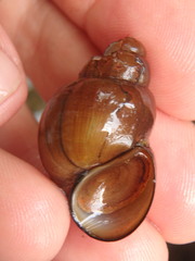 Campeloma decisum