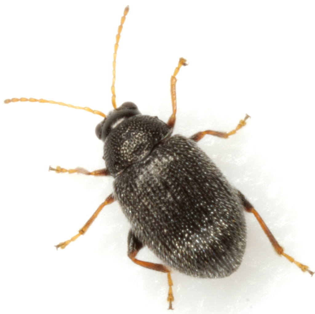Eggplant Flea Beetle