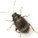 Eggplant Flea Beetle - Photo (c) Mike Quinn, Austin, TX, some rights reserved (CC BY-NC), uploaded by Mike Quinn, Austin, TX