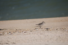 Calidris bairdii
