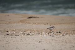 Calidris bairdii