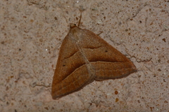 Petrophora chlorosata