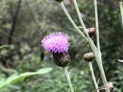 Cirsium arvense integrifolium