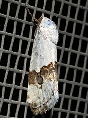 Ponometia elegantula