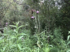 Cirsium arvense integrifolium
