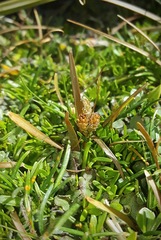 Carex talbotii