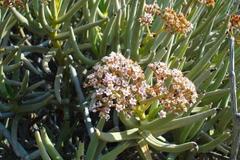 Crassula macowaniana