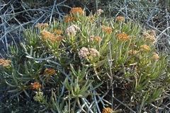 Crassula macowaniana