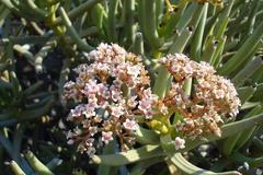 Crassula macowaniana