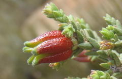 Diosma prama