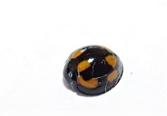 Orcus nummularis