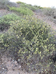 Simmondsia chinensis