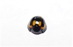 Orcus nummularis
