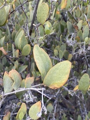 Simmondsia chinensis