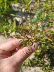 Ranunculus apiifolius