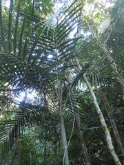 Cyphophoenix elegans