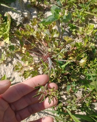 Ranunculus apiifolius