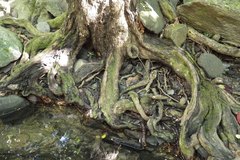 Calophyllum caledonicum