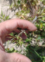 Ranunculus apiifolius
