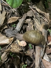 Cornu aspersum