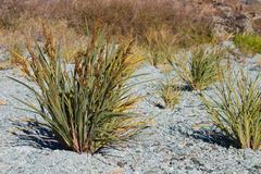 Machaerina deplanchei