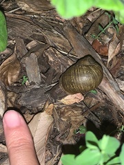 Cornu aspersum