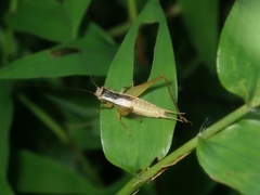 Euscyrtus japonicus