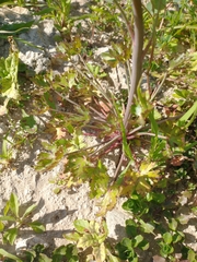 Ranunculus apiifolius