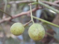 Didymocheton bijugus
