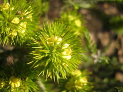 Aspalathus alopecurus