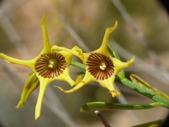 Anthocercis ilicifolia caldariola