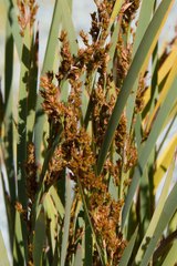Machaerina deplanchei