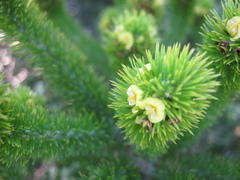 Aspalathus alopecurus