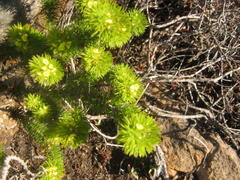 Aspalathus alopecurus