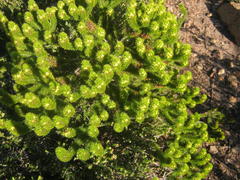 Aspalathus alopecurus