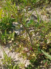 Ranunculus apiifolius