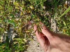 Ranunculus apiifolius
