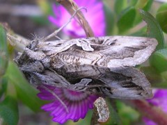 Cornutiplusia circumflexa