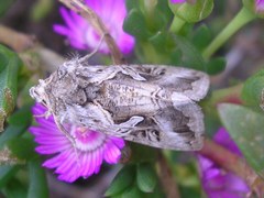 Cornutiplusia circumflexa