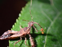 Temnothorax schaumii