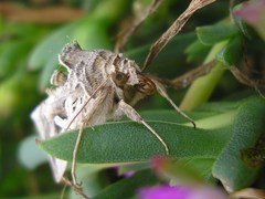 Cornutiplusia circumflexa