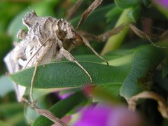 Cornutiplusia circumflexa