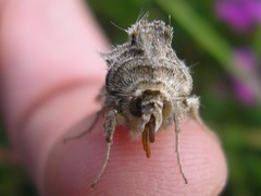 Cornutiplusia circumflexa