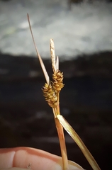 Carex talbotii
