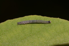 Gondysia