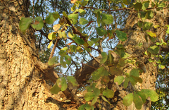 Senegalia nigrescens