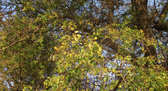 Senegalia nigrescens