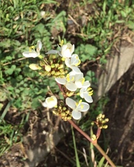 Libertia chilensis