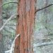 Black Cypress-Pine - Photo (c) Tony Rodd, some rights reserved (CC BY-NC-SA)